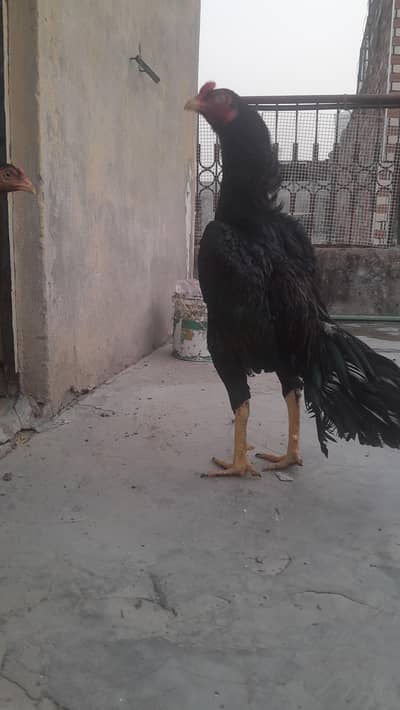 mianwali