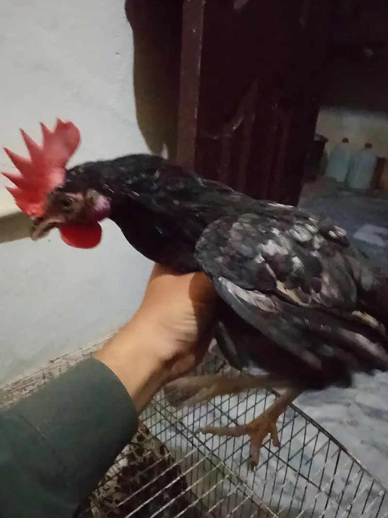 ek murgi ek murga hai ande Nahin dete murgi — photo 3