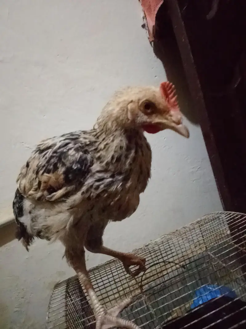 ek murgi ek murga hai ande Nahin dete murgi — photo 4