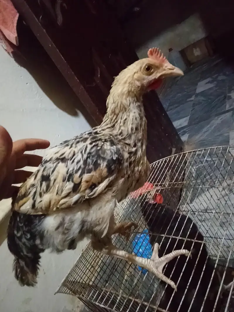 ek murgi ek murga hai ande Nahin dete murgi — photo 6