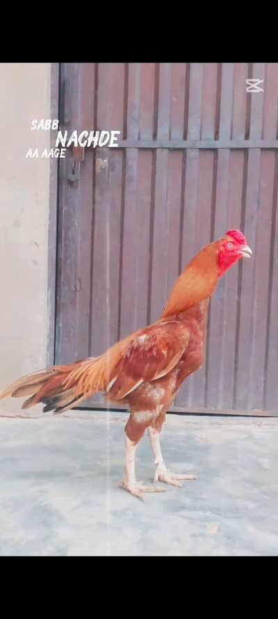 best mianwali aseel murga sell ka liya ha