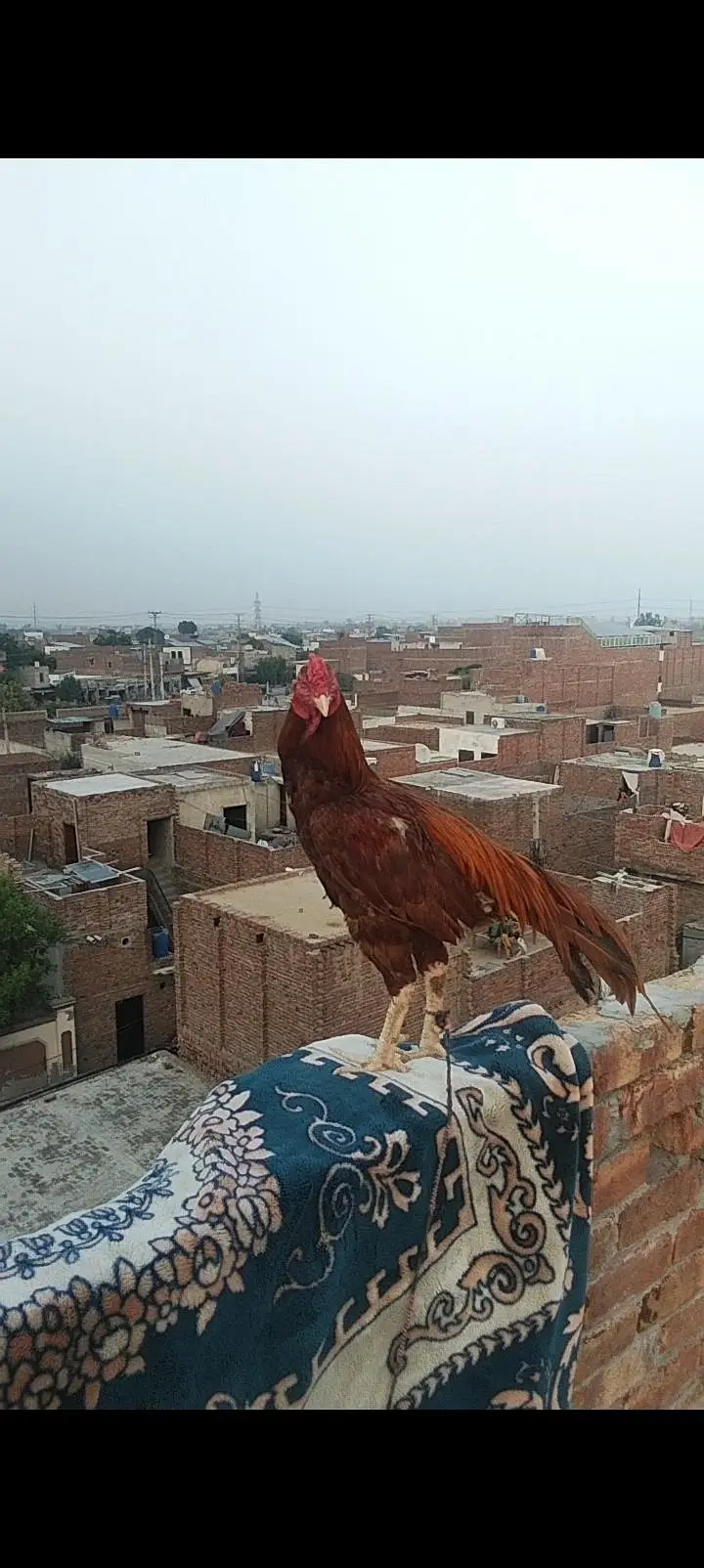 best mianwali aseel murga sell ka liya ha — photo 3