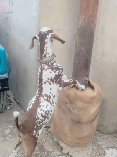 munda bakra