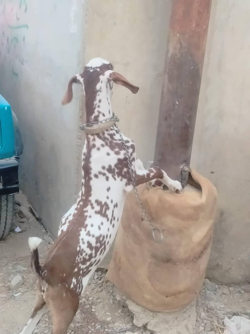 munda bakra 03702248325 wathsapp 0