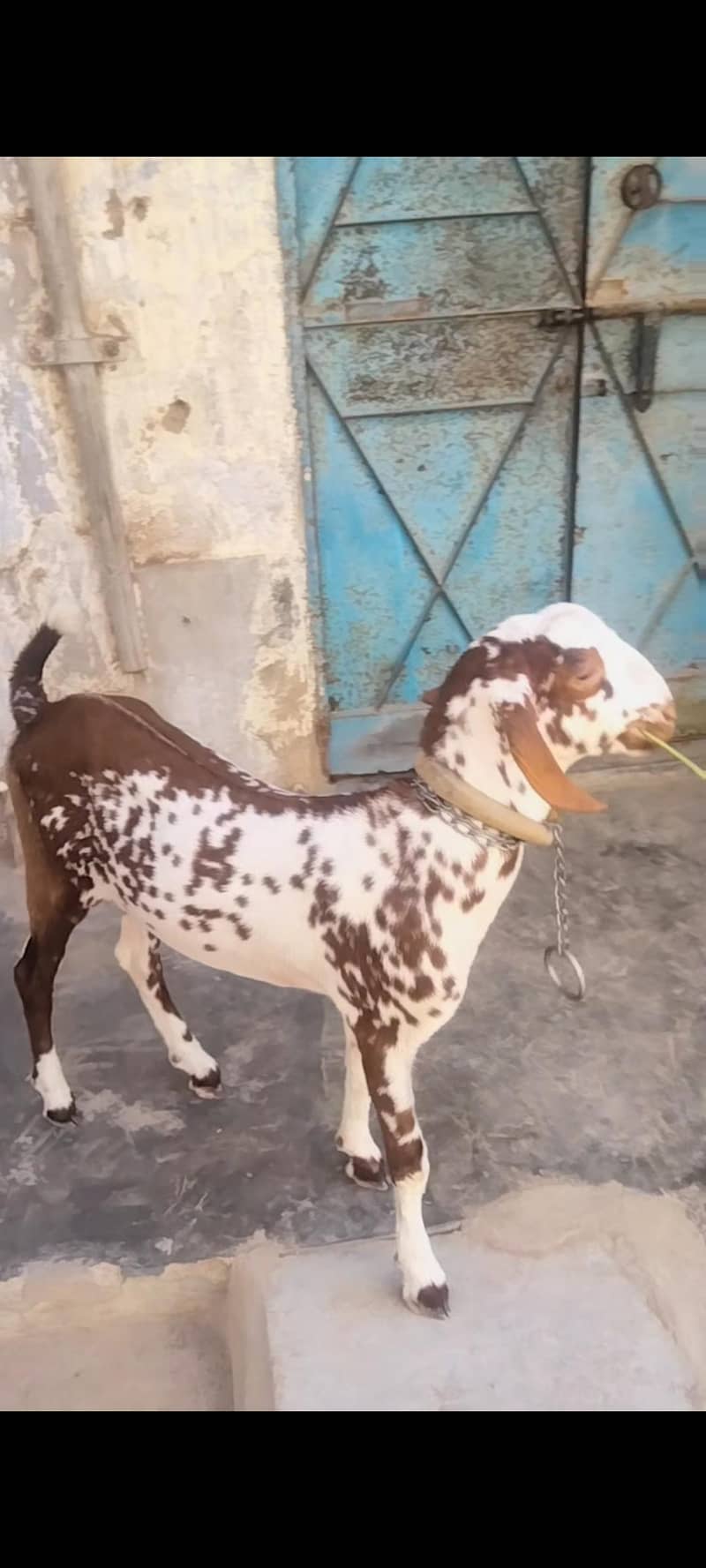 munda bakra 03702248325 wathsapp 1