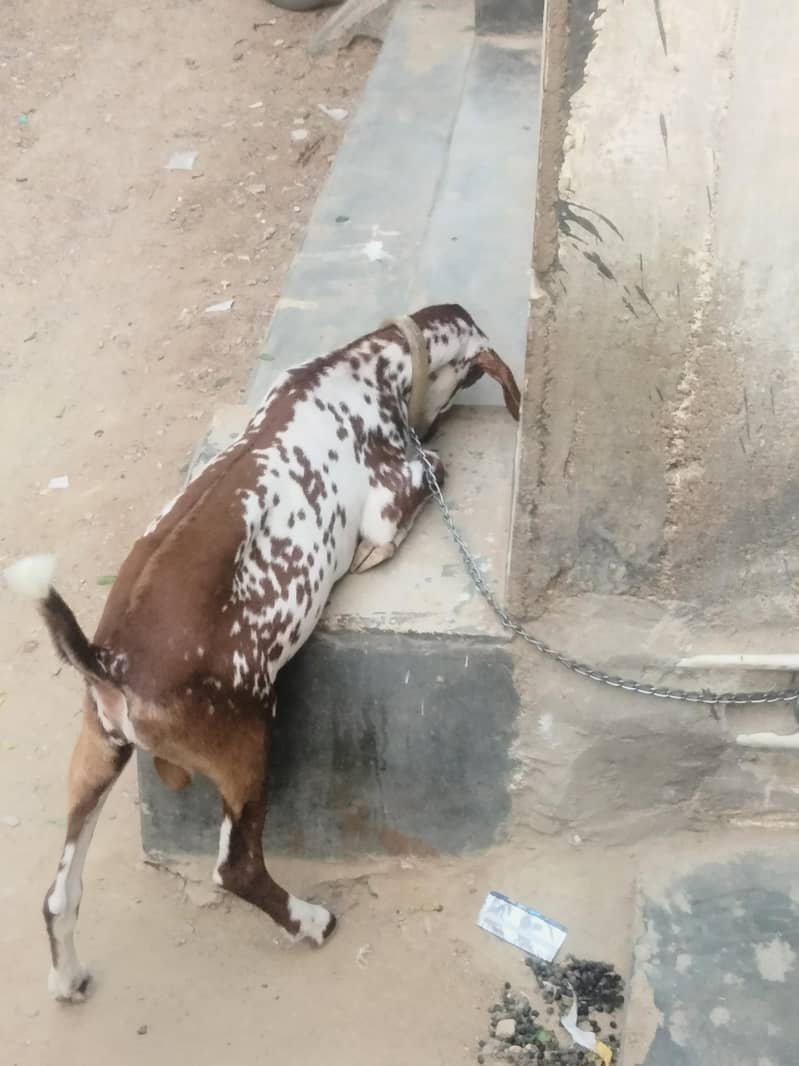 munda bakra 03702248325 wathsapp 2