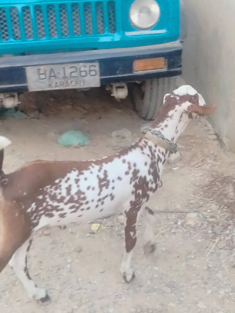 munda bakra 03702248325 wathsapp 3