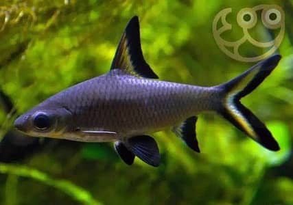 bichir