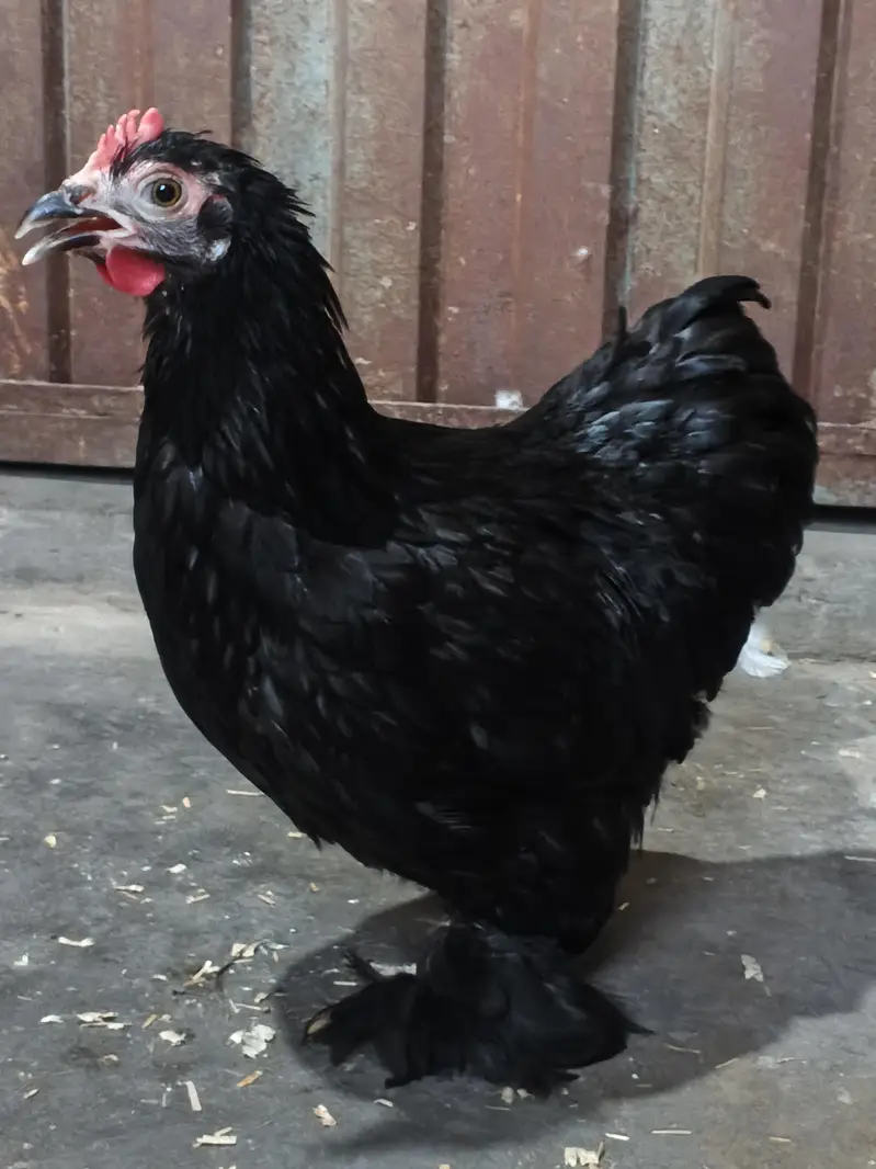Fertile Eggs for Sale. . . . . . . . Buy 6 Get 2 free — photo 2