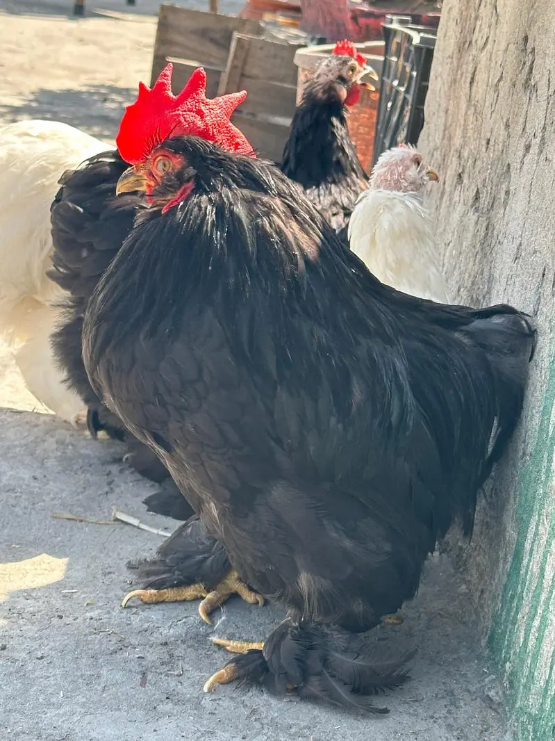 Fertile Eggs for Sale. . . . . . . . Buy 6 Get 2 free — photo 3