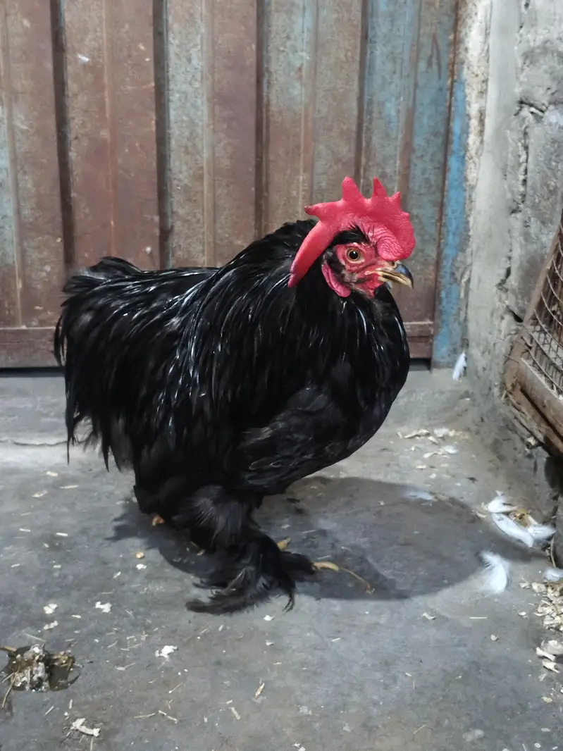 Fertile Eggs for Sale. . . . . . . . Buy 6 Get 2 free — photo 4