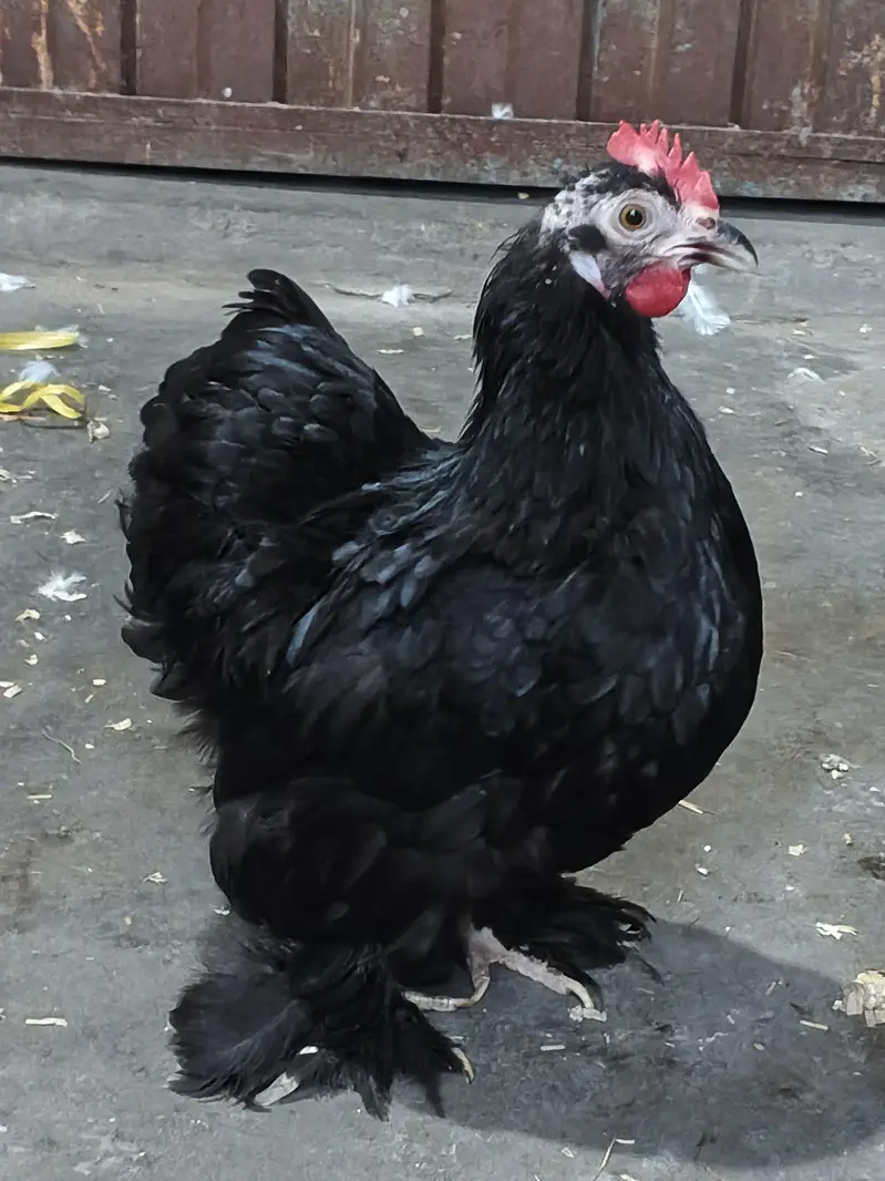 Fertile Eggs for Sale. . . . . . . . Buy 6 Get 2 free — photo 5