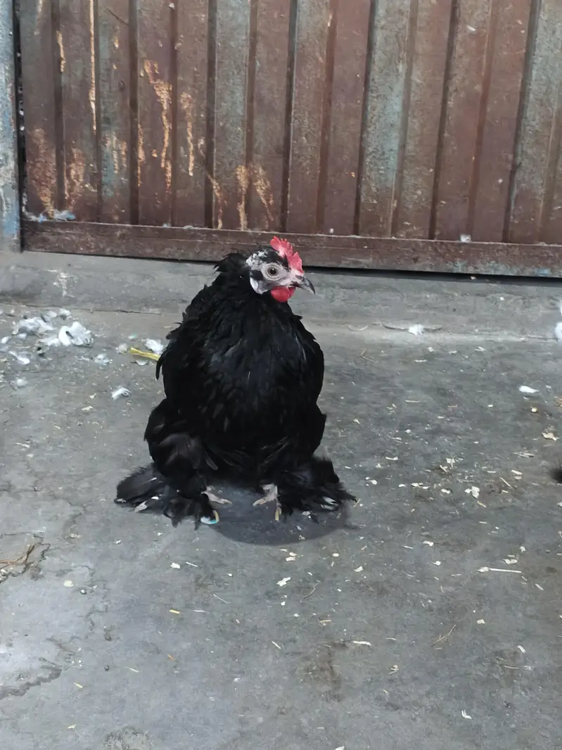 Fertile Eggs for Sale. . . . . . . . Buy 6 Get 2 free — photo 6