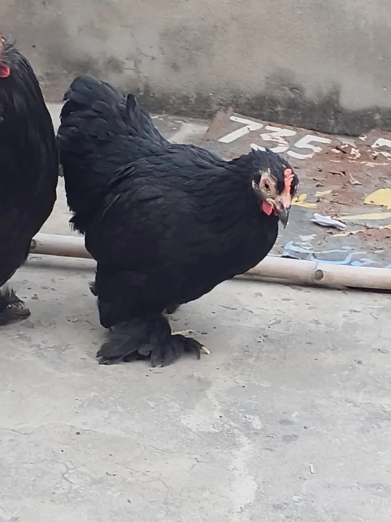Fertile Eggs for Sale. . . . . . . . Buy 6 Get 2 free — photo 7