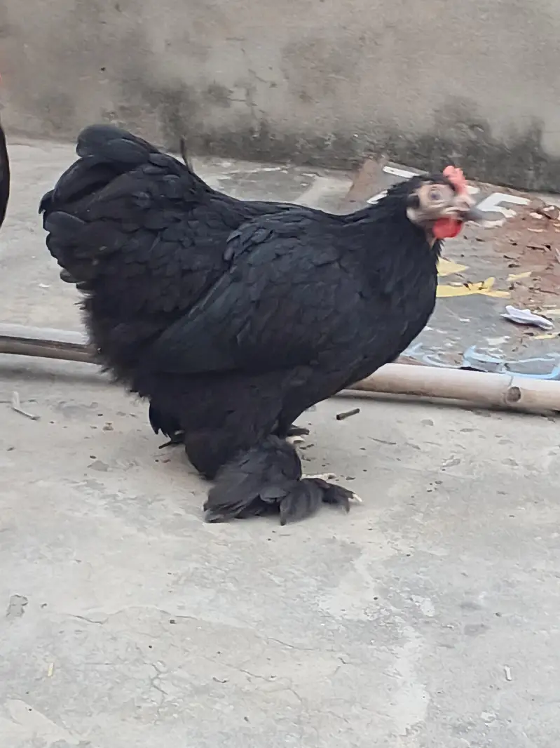 Fertile Eggs for Sale. . . . . . . . Buy 6 Get 2 free — photo 8