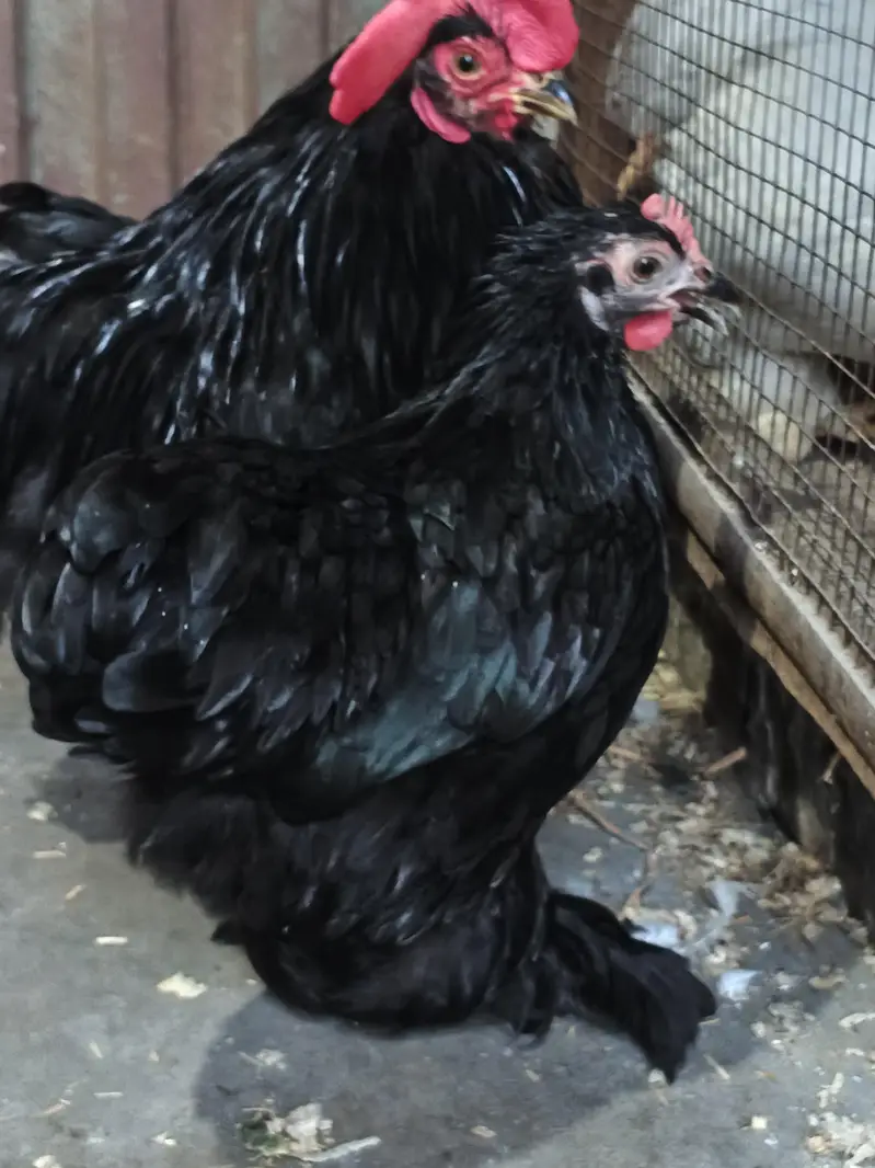 Fertile Eggs for Sale. . . . . . . . Buy 6 Get 2 free — photo 9