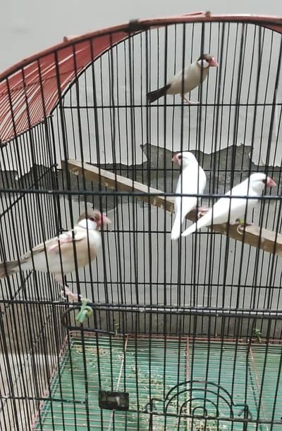 fawn java and red eye java finches