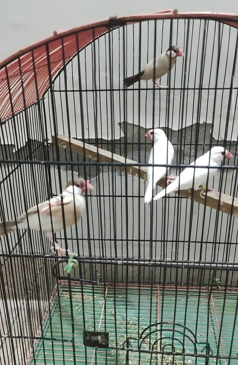 fawn java and red eye java finches 0