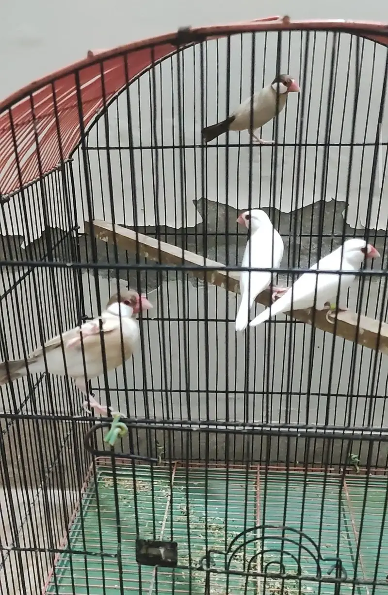 fawn java and red eye java finches