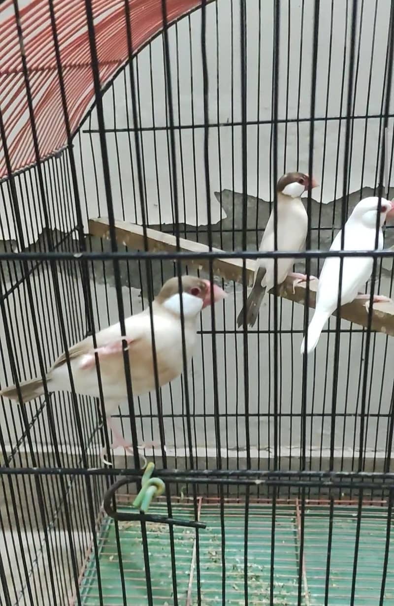 fawn java and red eye java finches 1