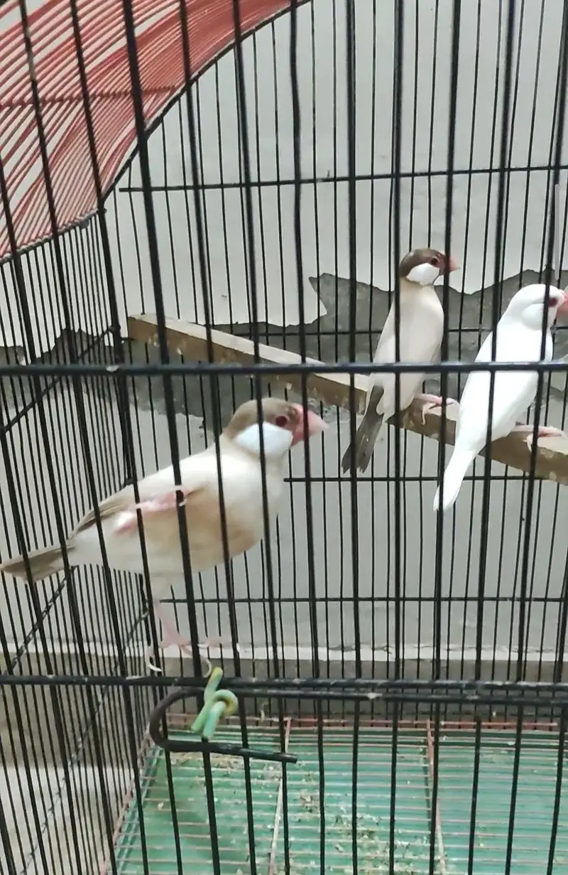 fawn java and red eye java finches — photo 2