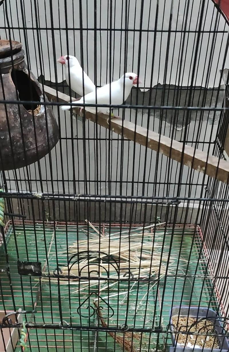 fawn java and red eye java finches 2