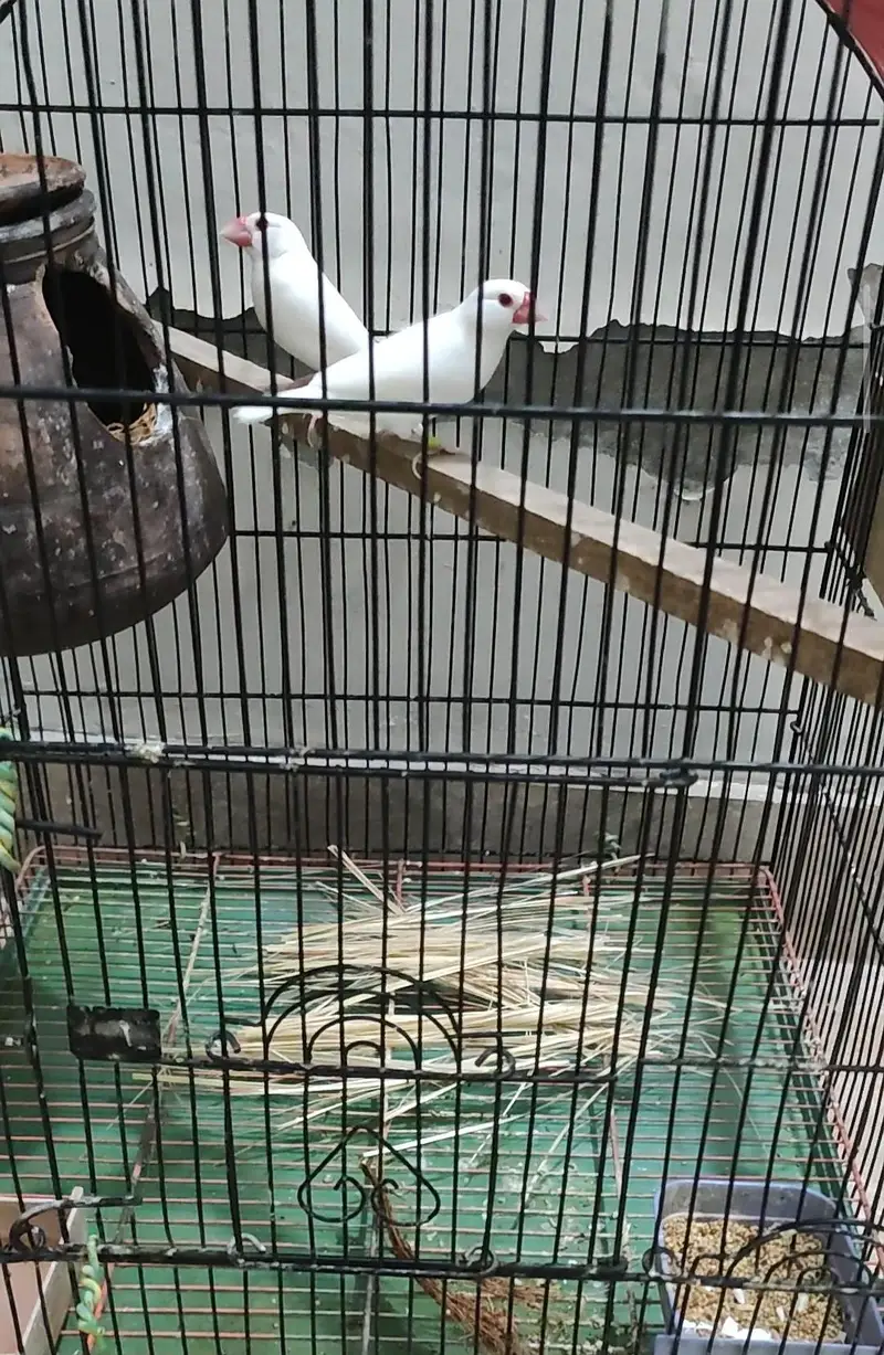 fawn java and red eye java finches — photo 3