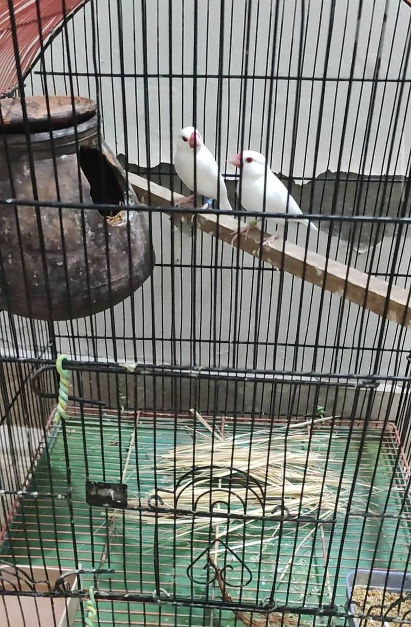 fawn java and red eye java finches 3