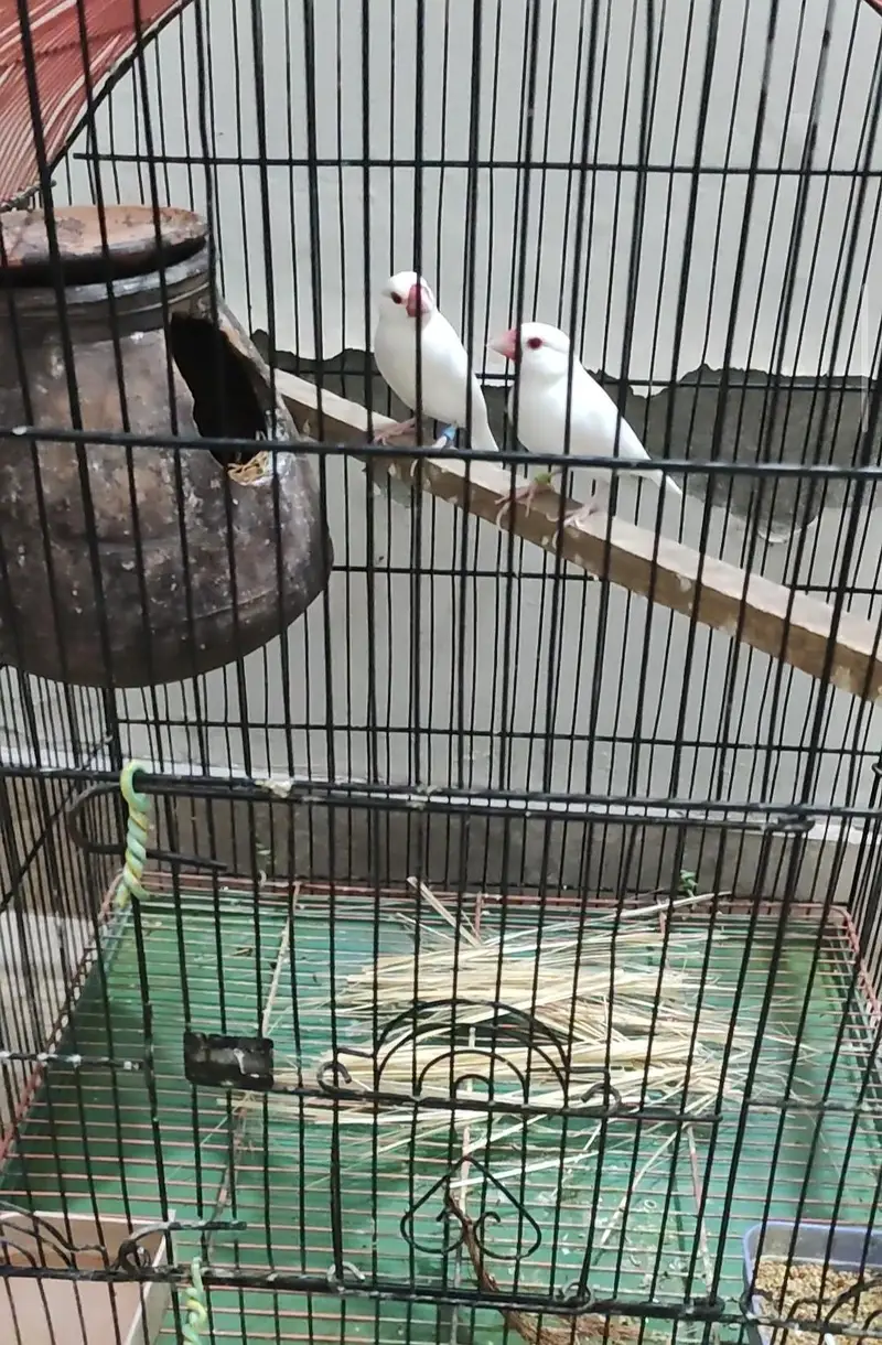 fawn java and red eye java finches — photo 4