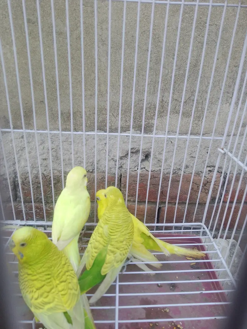 5 BUDGIES MALE FOR SALE — photo 2