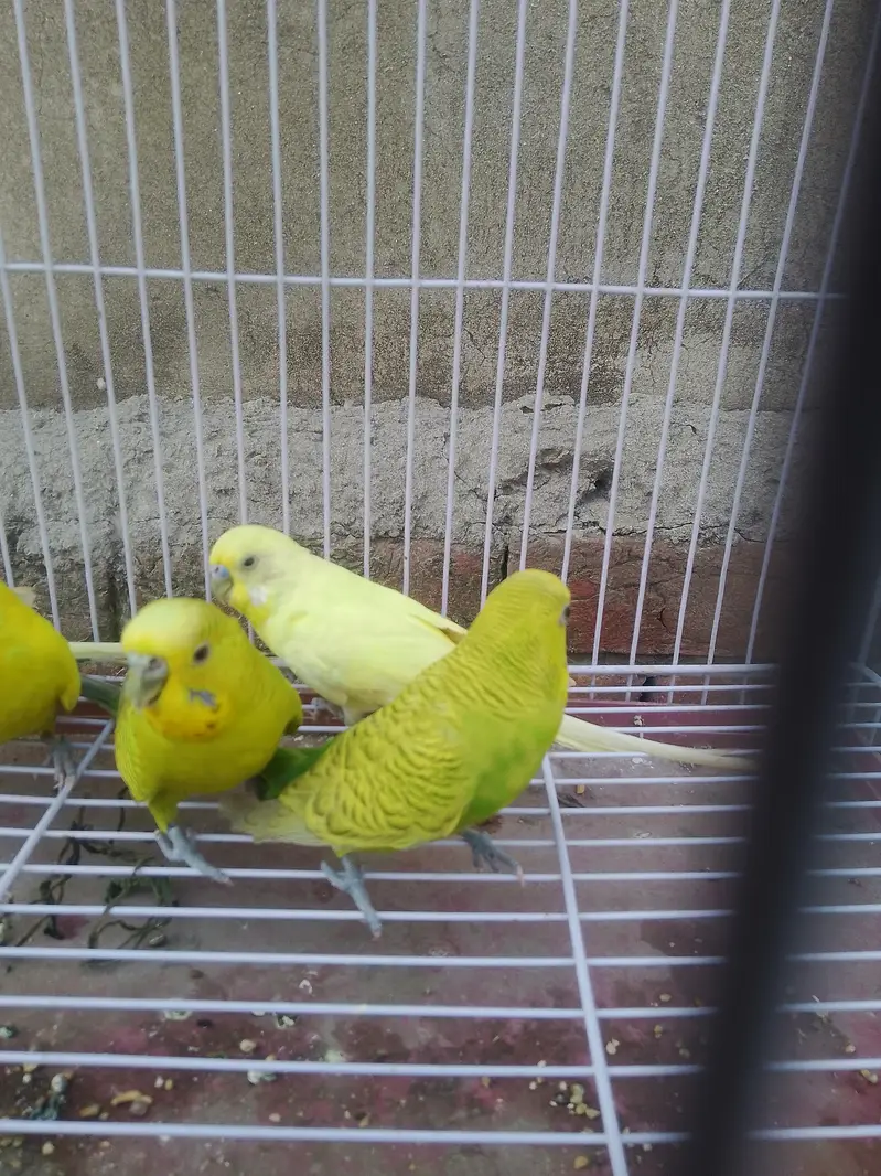 5 BUDGIES MALE FOR SALE — photo 3