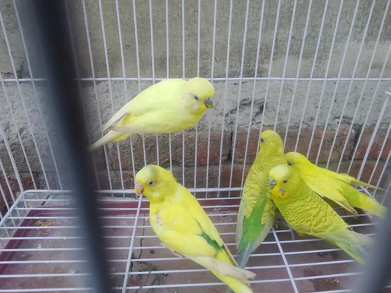 5 BUDGIES MALE FOR SALE — photo 5
