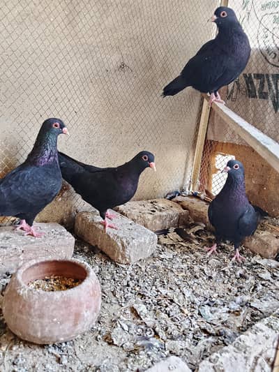 Black Mena 2 Pairs Available – Multan