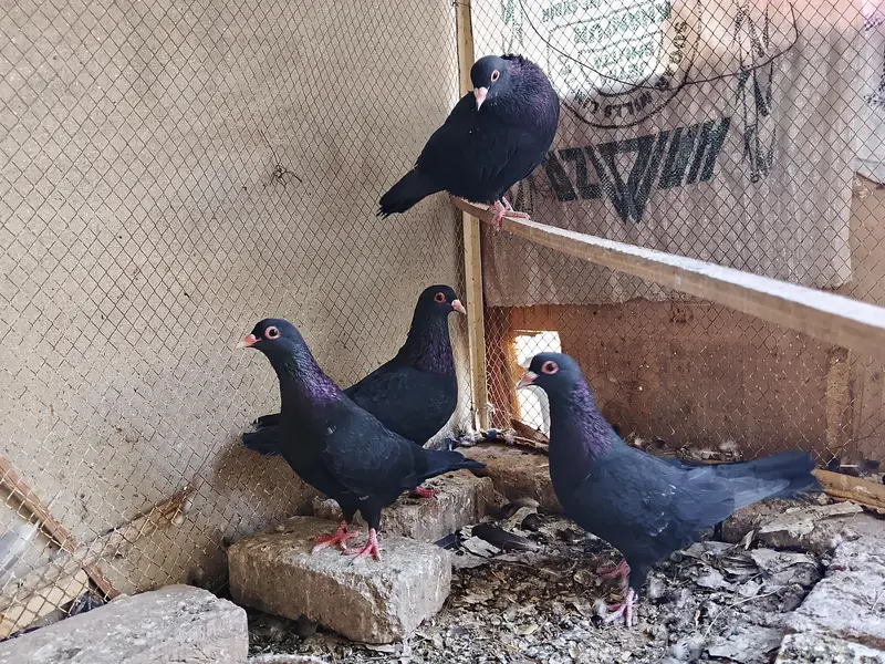 Black Mena 2 Pairs Available – Multan — photo 2