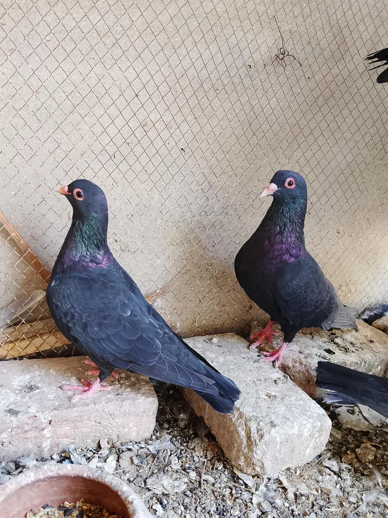 Black Mena 2 Pairs Available – Multan — photo 3