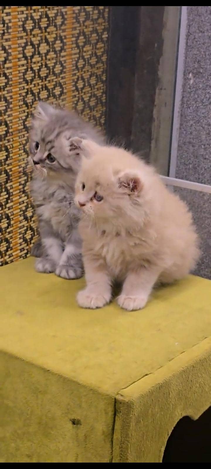 Persian kittens | triple coat | fluffy |0320//56065//57 - Cats - 1120807976
