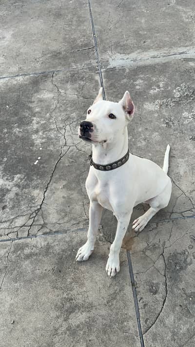 Dogoargentino mix with gultair dog 03005426860 fully trained dog