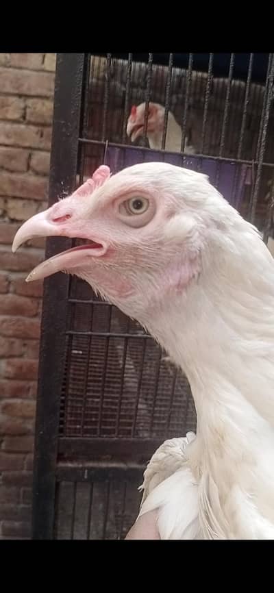 aseel oh shamo male 27k heera parmoz pair 20k xchang indian white madi