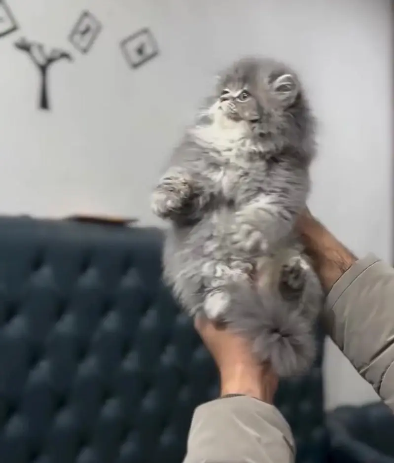 Persian kittens | triple coat | fluffy |0320//56065//57 — photo 2