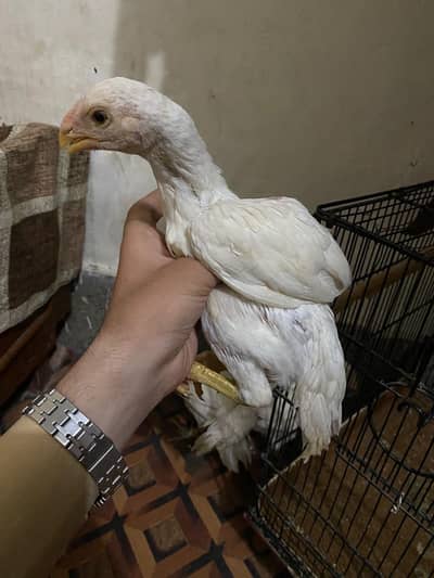 Indian parrot beak male top quality