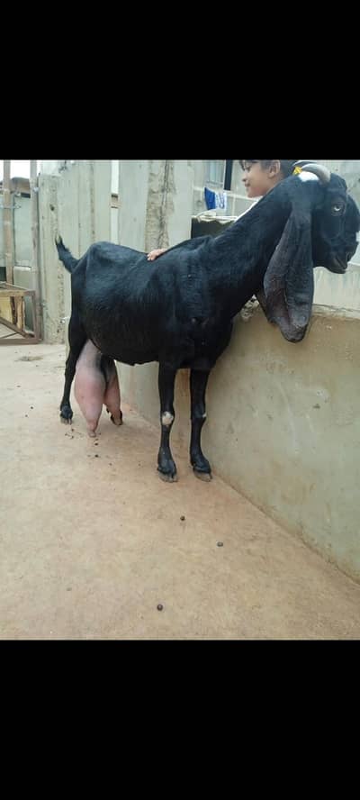 Beetal bakri (What's up 03132020976)