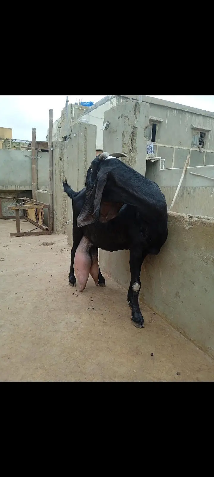 Beetal bakri (What's up 03132020976) — photo 2