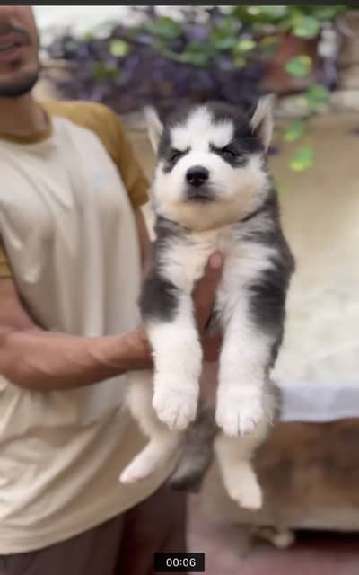 siberian huskey male 65k