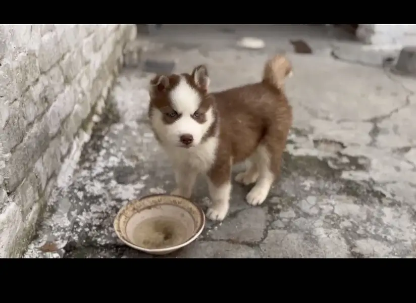 siberian huskey male 65k — photo 2