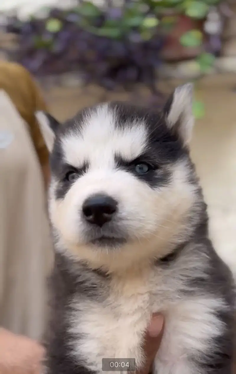 siberian huskey male 65k — photo 3