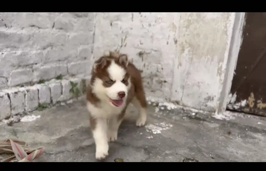 siberian huskey male 65k — photo 5