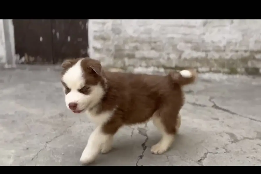 siberian huskey male 65k — photo 7