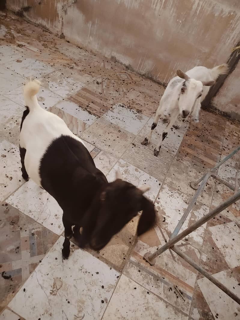 خوبصورت بیٹل بکریاں برائے فروخت پیور بیٹل نسل کی بکریاں 0