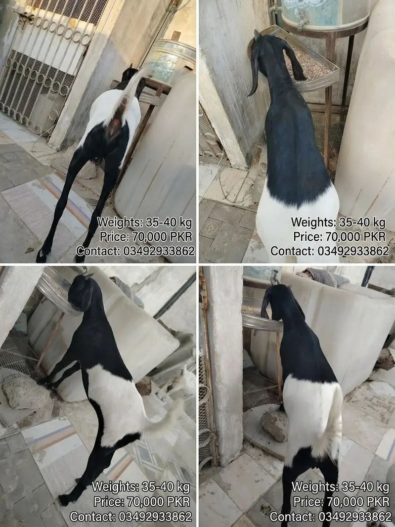 خوبصورت بیٹل بکریاں برائے فروخت پیور بیٹل نسل کی بکریاں — photo 2