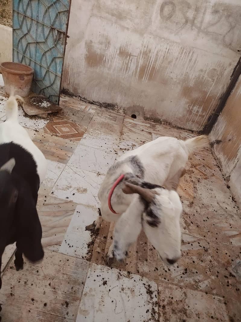 خوبصورت بیٹل بکریاں برائے فروخت پیور بیٹل نسل کی بکریاں 2